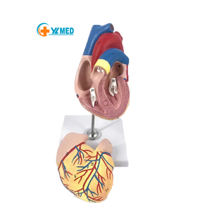 心臓解剖学モデル医学学校を教える人体のための教育高品質の高度な医療用品 - Product Image 1
