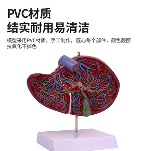 Hígado humano, vesícula biliar, vasos sanguíneos, vísceras del hígado, modelos anatómicos, muestras médicas para <span class=keywords><strong>cirugía</strong></span> digestiva <span class=keywords><strong>y</strong></span> - Product Image 3