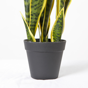 <span class=keywords><strong>Planta</strong></span> <span class=keywords><strong>de</strong></span> <span class=keywords><strong>Lengua</strong></span> <span class=keywords><strong>de</strong></span> Madre <span class=keywords><strong>de</strong></span> la Tierra Artificial Decorativa Personalizable <span class=keywords><strong>de</strong></span> 76 CM - Product Image 6