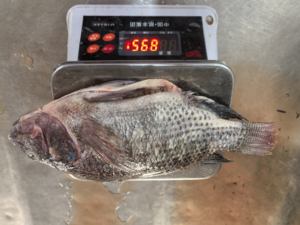 Tilapia surgelée éviscérée et écaillée de Chine, vente en gros IQF WGS, 300-500g, tilapia d'élevage, exportation vers l'Afrique/l'Europe - Product Image 2