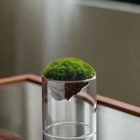 Botella ecológica de micropaisaje creativo de alto valor, botella de musgo de vidrio transparente grueso para plantas hidropónicas transfronterizas