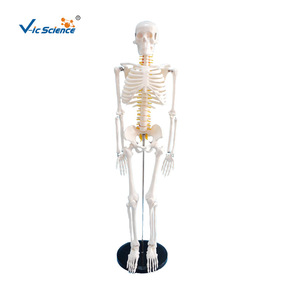 VIC-190032 Modèle squelettique de 85 cm avec nerfs et disques intervertébraux - Modèle d'enseignement médical - Product Image 5