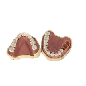 Modelo de dientes reemplazables Tipodont para práctica dental Goma blanda Enseñanza estándar Preparación de la cavidad oral en ciencia médica - Product Image 1