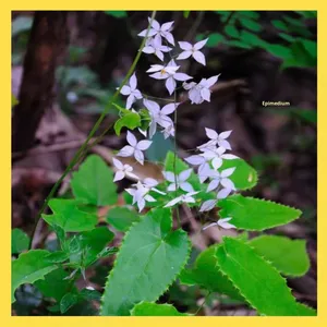 Эпимедиум пептид 99% натуральный порошок, мелкомолекулярный активный экстракт эпимедиума, пищевая добавка, сырье для товаров для здоровья, оригинальный - Product Image 3