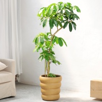 Pot Bunga Semen Motif Spiral Sederhana Nordik Ukuran Ekstra Besar, Model Punggung Kura-kura, untuk Tanaman Taro, Lily, Bambu, dan Tanaman Lainnya