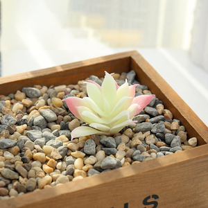 Accesorios Creativos para Manualidades, Pequeñas Cabezas de Flores de <span class=keywords><strong>Echeveria</strong></span>, Flores Artificiales de Plástico, Adornos Decorativos para el Hogar, Proceso de Resina - Product Image 3