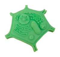 Conjunto de Modelos de Estructura Celular de Animales y Plantas, Material Didáctico de Biología para la Educación Científica