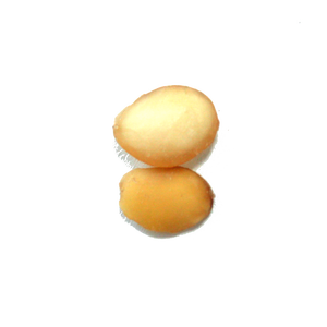 Haricot blanc séché <span class=keywords><strong>de</strong></span> qualité supérieure, sans impuretés, pour porridge santé et ingrédients <span class=keywords><strong>de</strong></span> préparation <span class=keywords><strong>de</strong></span> poudre <span class=keywords><strong>de</strong></span> remplacement <span class=keywords><strong>de</strong></span> repas - Product Image 3
