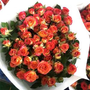 Fiori <span class=keywords><strong>di</strong></span> Rosa Yunnan <span class=keywords><strong>di</strong></span> Alta Qualità con Steli Multipli, Fiori a Bolla Dritti, Fornitura all'Ingrosso per Acquisti <span class=keywords><strong>di</strong></span> Gruppo, Rosa Bull AB, Fiore Tagliato - Product Image 5