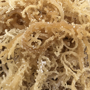 Algues naturelles de haute qualité de mousse de mer pour la fabrication de boissons traitement culinaire du Vietnam - Product Image 1