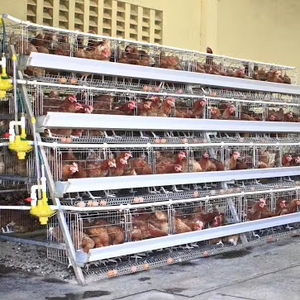 Nouvelle cage à <span class=keywords><strong>poules</strong></span> <span class=keywords><strong>pondeuses</strong></span> SaBo-01 de type A 96/128/160/200, équipement d'alimentation automatisé en acier à faible teneur en carbone <span class=keywords><strong>pour</strong></span> <span class=keywords><strong>poules</strong></span> <span class=keywords><strong>pondeuses</strong></span>, durable - Product Image 1