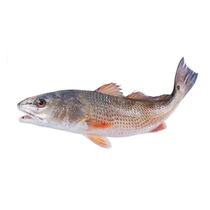 <span class=keywords><strong>Poisson</strong></span> Rouge Congelé IQF à <span class=keywords><strong>Prix</strong></span> Abordable, Qualité A+, Tailles 700-2000g, Origine Mer de Chine, Vente en Gros, Fruits de Mer Taisheng - Product Image 2