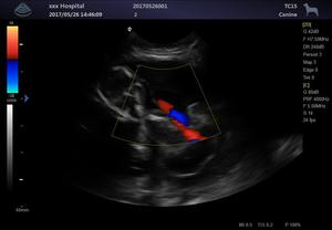 Système d'échographie vétérinaire Doppler couleur portable 3D CW avec imagerie élastique – Échographe vétérinaire couleur - Product Image 2