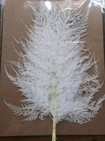 Vente chaude 10 pièces Flocons de neige stabilisés naturels Fougère stabilisée Éternelle Décoration de mariage Noël Maison