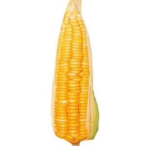 Juguete Ecológico <span class=keywords><strong>de</strong></span> Peluche con Forma <span class=keywords><strong>de</strong></span> Vegetal para Perros, Juguete Masticable para Limpiar los <span class=keywords><strong>Dientes</strong></span>, Juguete Resistente para Perros Pequeños y Medianos - Product Image 5