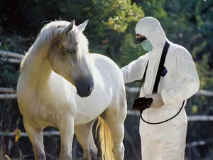 Động vật lớn kỹ thuật số <span class=keywords><strong>B</strong></span> chế độ siêu âm dụng cụ Chẩn đoán kx5200 siêu âm thú y <span class=keywords><strong>b</strong></span>ác sĩ thú y cầm tay máy siêu âm - Product Image 4