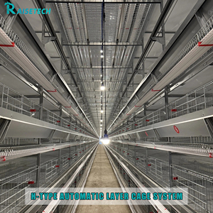 Sistema Automático <span class=keywords><strong>de</strong></span> Jaulas en Capas Tipo H, Jaula <span class=keywords><strong>de</strong></span> Batería Galvanizada en Caliente, Equipo para Granjas Avícolas, Alimentación, Bebederos y Recolección <span class=keywords><strong>de</strong></span> <span class=keywords><strong>Huevos</strong></span> - Product Image 3