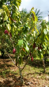 Bán buôn Peru Hữu Cơ cacao thanh tinh khiết 453 gr Kích thước Chất lượng cao handmade tối cacao thanh Nghi Lễ - Product Image 6