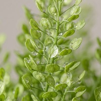 Feuillage de Lepidium vert fraîchement coupé de qualité supérieure pour la décoration de bouquets de mariage, vente en gros depuis Kunming