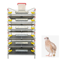 Système de cages en batterie en fer galvanisé robuste pour l'élevage automatisé de cailles