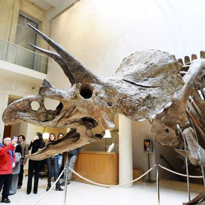 Cuộc sống-kích thước khủng long Bảo tàng hóa thạch hiển thị trong nhà sợi thủy tinh T-REX Triceratops đầu Skeleton cho cuộc phiêu lưu công viên - Product Image 6