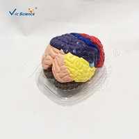 Modello Didattico Medico Ecologico in PVC Colorato della Struttura Anatomica del Cervello Umano