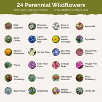 Sac de paquets de fleurs sauvages vivaces de jardin Mélange de cresson et d'achillée millefeuille pour la plantation de printemps et d'automne Attire les pollinisateurs pour les sols