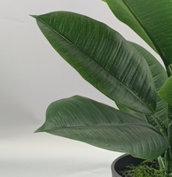 Plante Artificielle en Pot, Petite Plante de Bananier, Arbre du Voyageur, Écologique, Réaliste, 40cm, Pour Intérieur, Hôtel, Thanksgiving, Vert