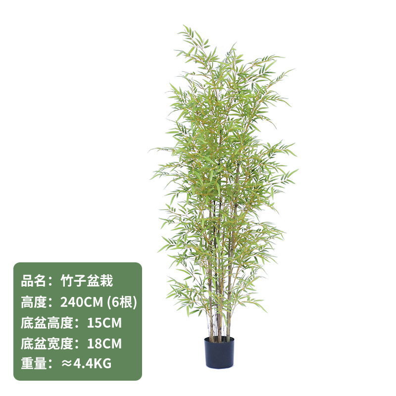 Bonsaï bambou jaune 240CM