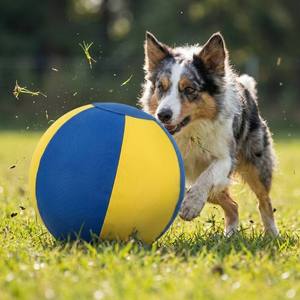 Pelota Indestructible para Pastoreo de Perros con Cubierta de Nailon Balístico 1680D, Pelota de Entrenamiento Resistente para Perros Grandes y Border <span class=keywords><strong>Collie</strong></span> - Product Image 6