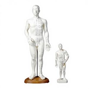 Modèle de corps humain coréen de 50 cm pour points d'acupuncture, avec points de moxibustion, pour hommes et femmes, en caoutchouc - Product Image 1