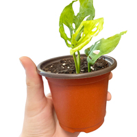 Grands Pots de plantes pour pépinière, bac à plantes, 30 pièces, tailles multiples, pour repiquage, Style nordique, en plastique, Double couleur