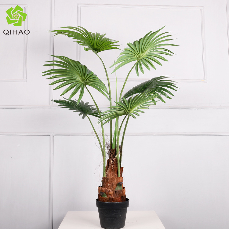 Palmera china de 1,3 metros de altura