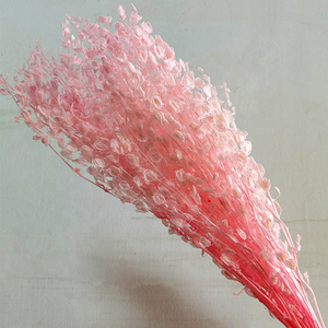 Préservé petit pétale lunaria mort nature fleurs séchées - Product Image 3