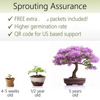 Set bonsai DIY untuk pemula, kit biji pohon Bonsai dengan pot plastik dan alat mini hadiah sempurna untuk pecinta berkebun