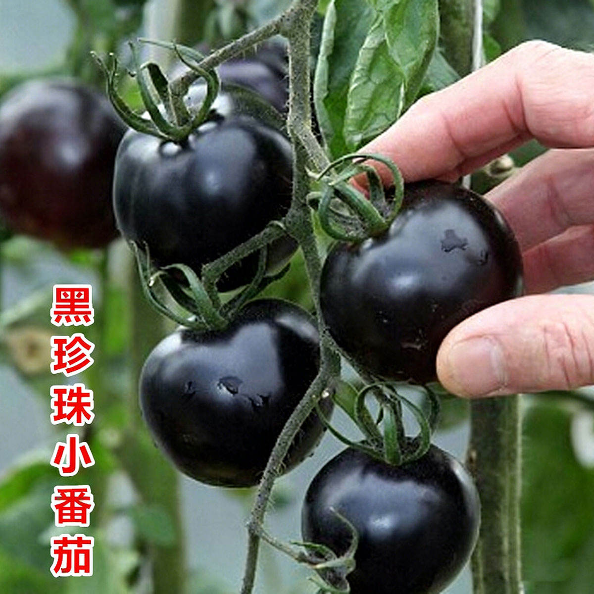 1# มะเขือเทศดำมุก 200 เมล็ด