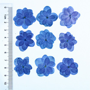 Fleurs d'hortensia bleues à double pétale, séchées et pressées, pour la résine, les coques de téléphone, les marque-pages, le scrapbooking et les loisirs créatifs - Product Image 5