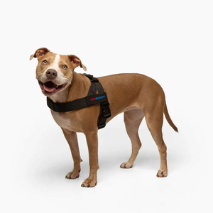 Fascio di imbracatura e guinzaglio personalizzato con Bungee guinzaglio Anti-Shock regolabile e toppa nome personalizzata <span class=keywords><strong>per</strong></span> <span class=keywords><strong>cani</strong></span> - Product Image 6