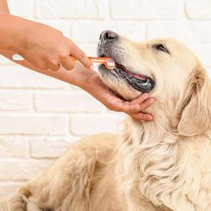 Fabrika toptan Pet diş fırçası renkli 3 taraflı diş fırçası Pet diş bakımı köpek kedi ağız diş sağlığı için 360 köpek diş fırçası - Product Image 2