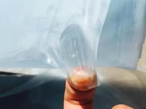 Farm <span class=keywords><strong>Plastic</strong></span> Supply Clear Estufa Folha De Plástico Filme De Estufa De Polietileno Resistente A UV - Product Image 4