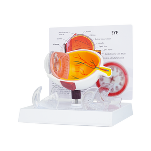 Modelo de Ojo Humano TB-03, Modelo de Enseñanza de Anatomía para Educación en Oftalmología y Optometría, Aist Optics - Product Image 5