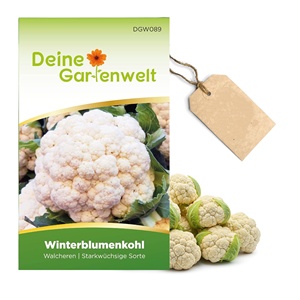Kit organico per piante di cavolfiore invernale per piante da giardino seminatura Kit di piante per varietà Walcheren per uso interno sul pavimento con gli amanti delle piante - Product Image 2