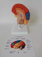 Modèle anatomique du cerveau humain grandeur nature en plastique avec zones fonctionnelles codées par couleur, aide pédagogique pour la formation, sciences médicales, CE ISO