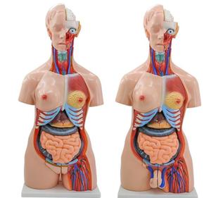 Modello Anatomico <span class=keywords><strong>di</strong></span> Torso Umano Unisex 85cm, 23 Parti, per Scienza Medica ed <span class=keywords><strong>Educazione</strong></span> - Product Image 1