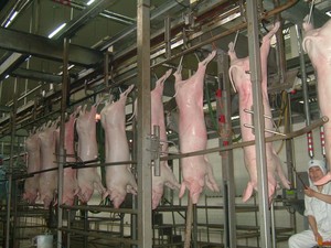 Endüstriyel Domuz Kesim Hattı - Yüksek Kapasiteli Otomatik Mezbaha Ekipmanlarının Tam Seti - Product Image 2