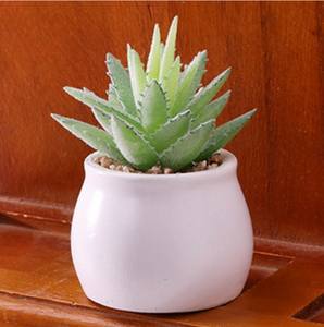 ขายส่งต้นลิทอปส์ขนาดเล็ก ต้นไม้ประดับตกแต่งในกระถาง ต้นไม้จำพวกไม้อวบน้ำหายาก - Product Image 2