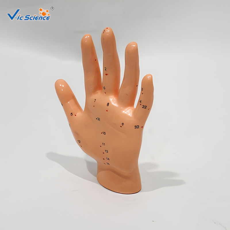 46CM Male Acupuncture Point Model Soft
