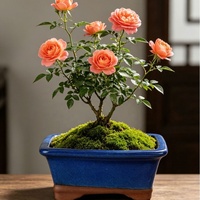 Pot à fleurs rectangulaire en céramique émaillée de style chinois pour bonsaï d'intérieur, résistant aux fissures