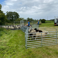 Panneaux de clôture pour bétail galvanisés à chaud, résistants aux intempéries, faciles à assembler, portables, pour enclos à moutons, pour la ferme