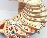 Modèle de dissection de la tête humaine, du col de l'utérus et du tronc, modèle de corps humain à couches horizontales, modèle d'anatomie amovible